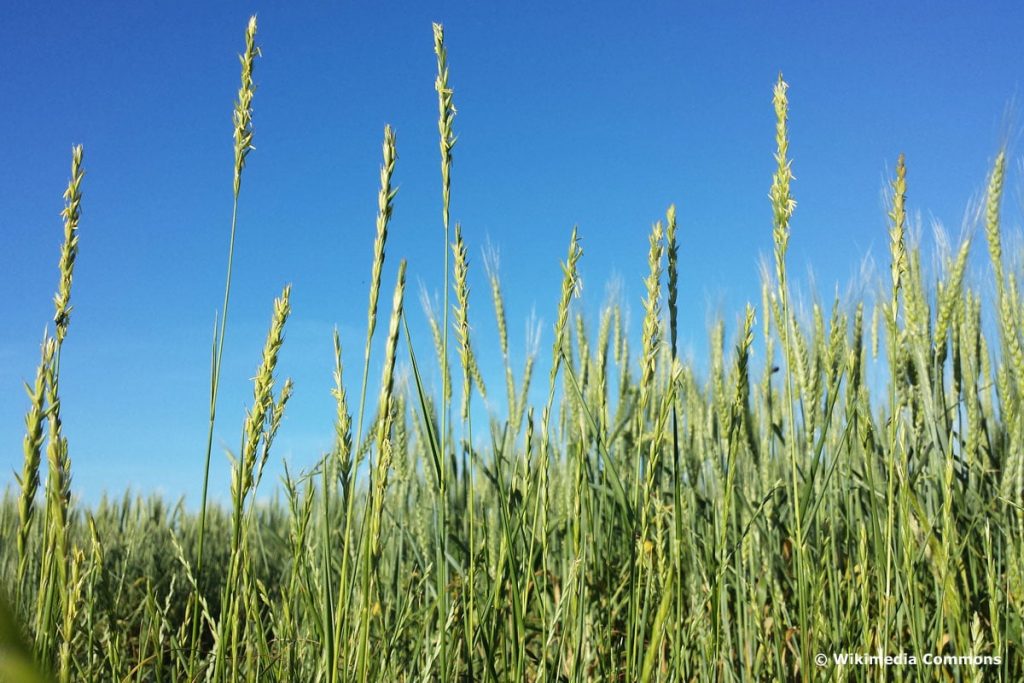 Kriechende Quecke - Elymus repens