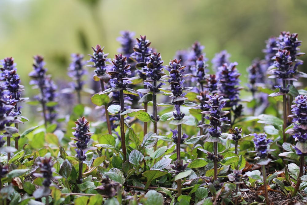 Kriechender Günsel (Ajuga reptans), Bodendecker für saure Böden