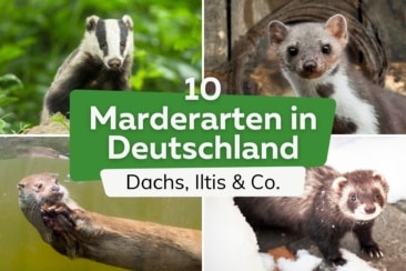 10 heimische Marderarten in Deutschland