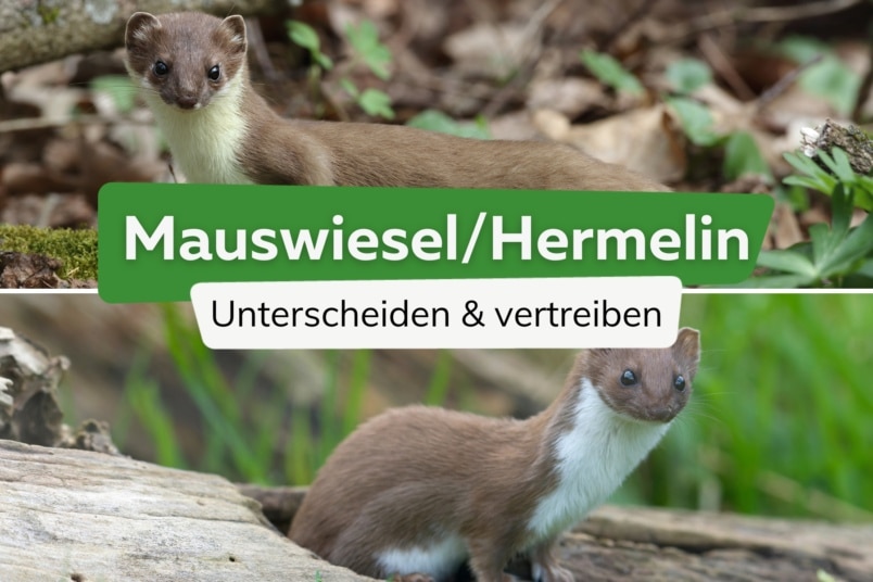 Mauswiesel/Hermelin im Garten: was tun?