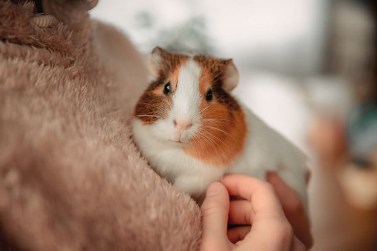 Meerschweinchen auf dem Arm