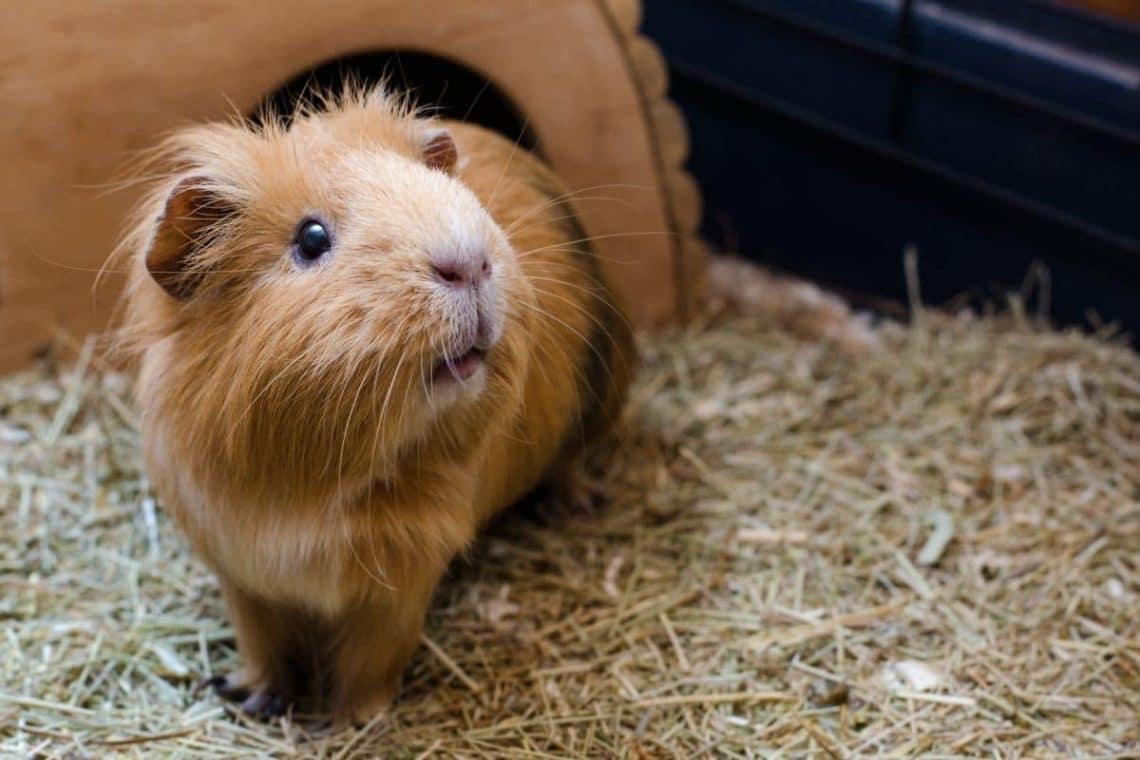 Meerschweinchen im Gehege