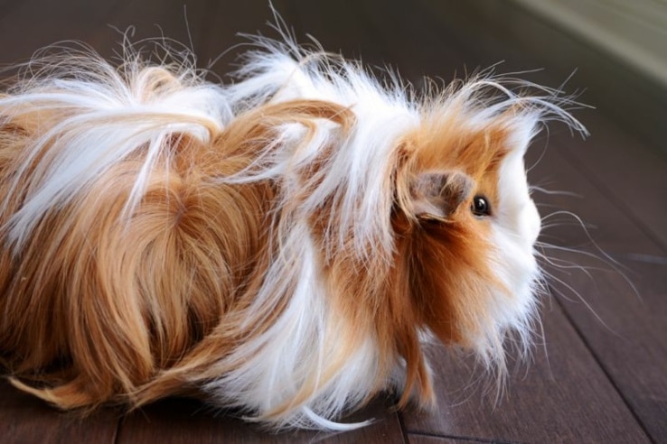 Meerschweinchen mit langen Haaren