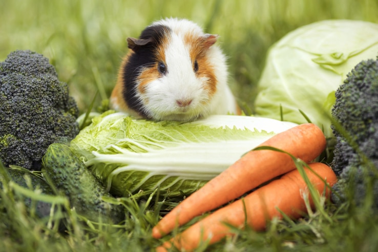 Meerschweinchen mit Gemüse