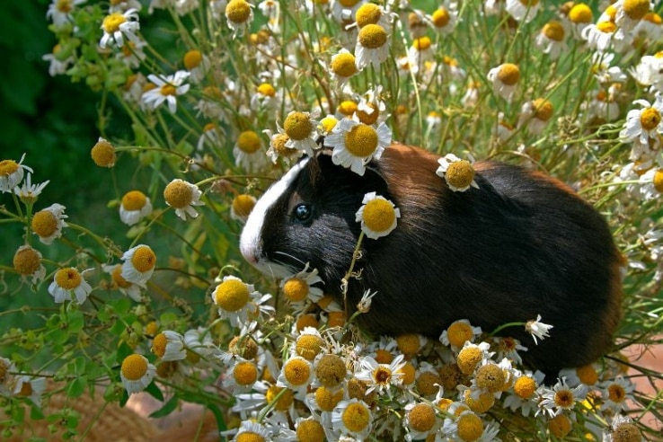 Meerschweinchen zwischen Blumen