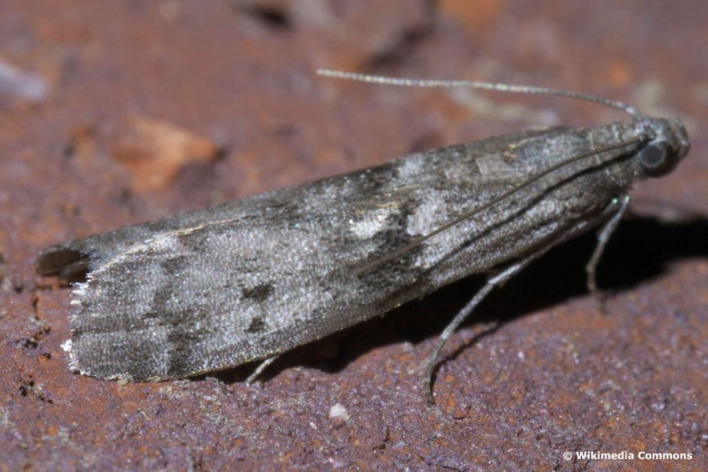 Mehlmotte - Ephestia kuehniella