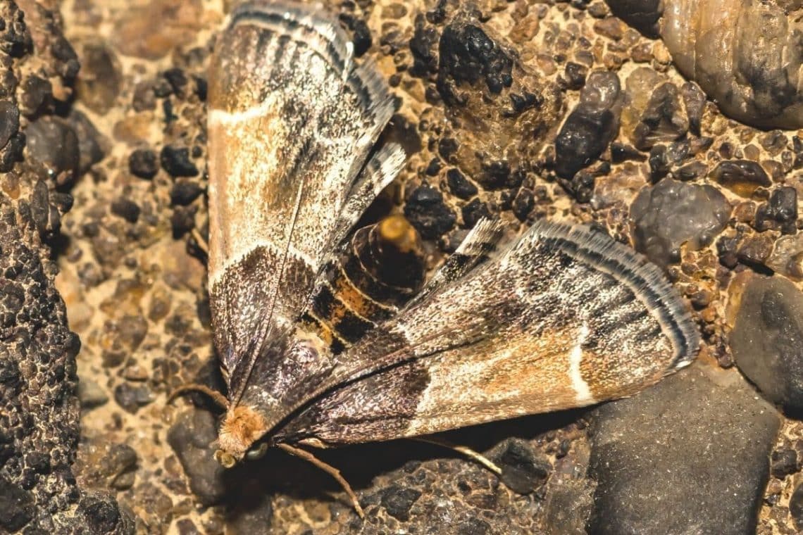 Mehlzünsler - Pyralis farinalis