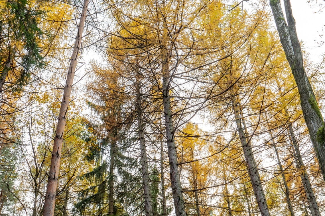 Nadelmischwald, Baumkronen im Herbst