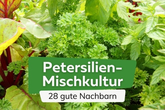 Petersilie in Mischkultur: 28 gute Nachbarn