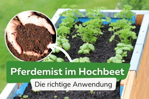 Pferdemist im Hochbeet richtig anwenden