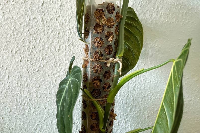 Philodendron melanochrysum an einem Moosstab