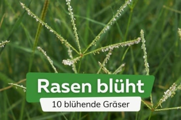 Hilfe, mein Rasen blüht: 10 blühende Gräser