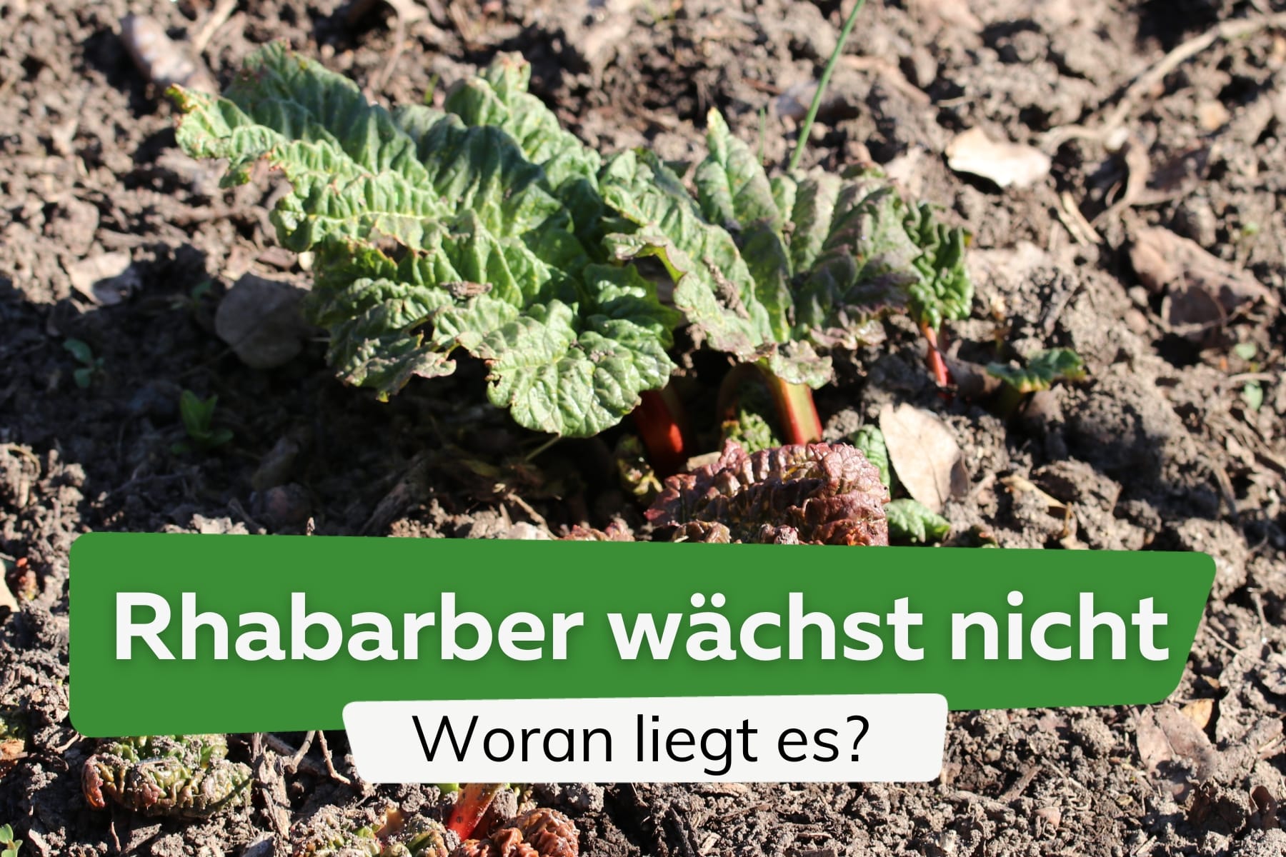 Rhabarber kümmert: warum wächst er nicht?