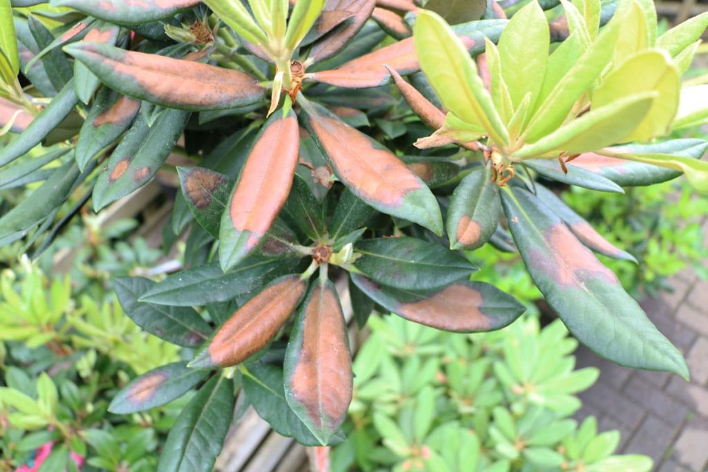 Sonnenbrand am Rhododendron