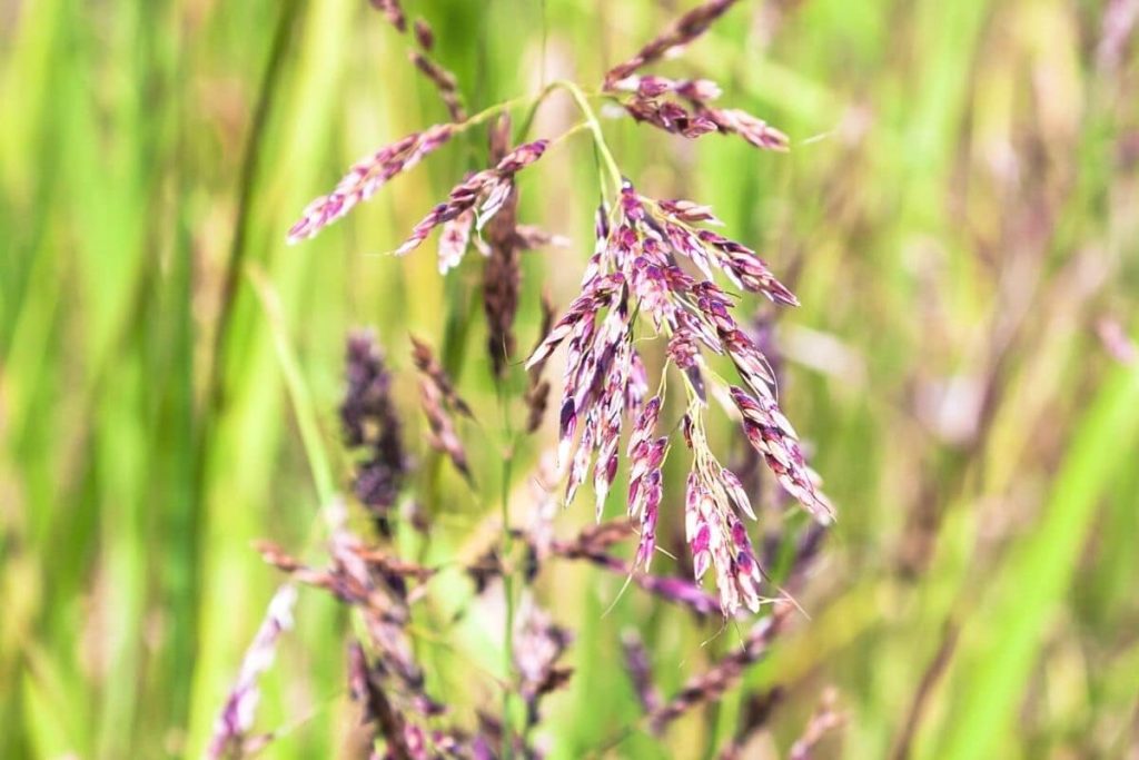 Rotschwingel - Festuca rubra