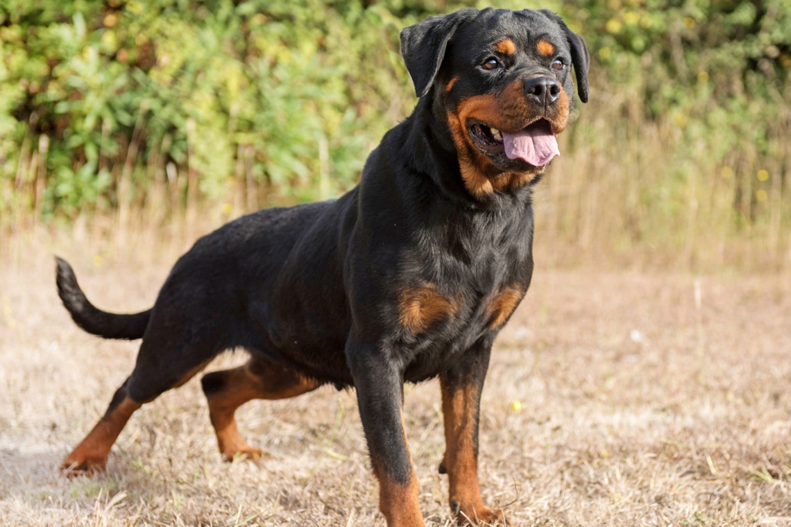 Rottweiler