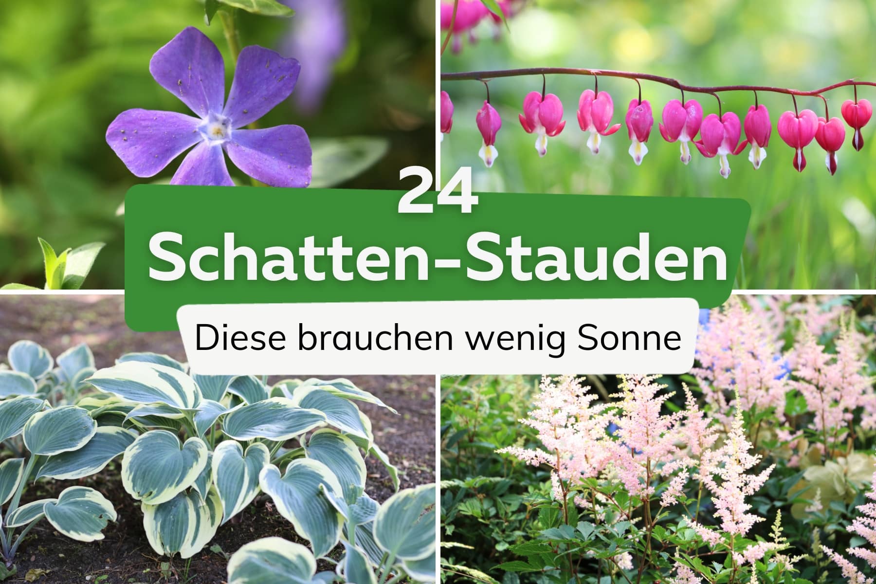 24 Stauden für schattige Plätze und Nordseite