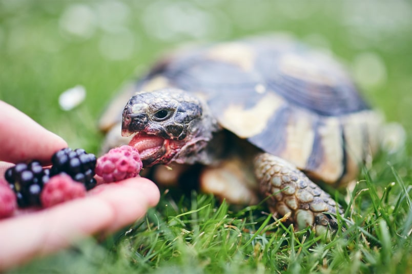 Schildkröte wird mit Himbeeren gefüttert