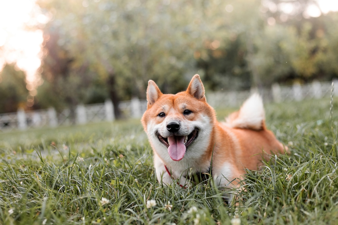 Shiba Inu Welpe auf einer Wiese