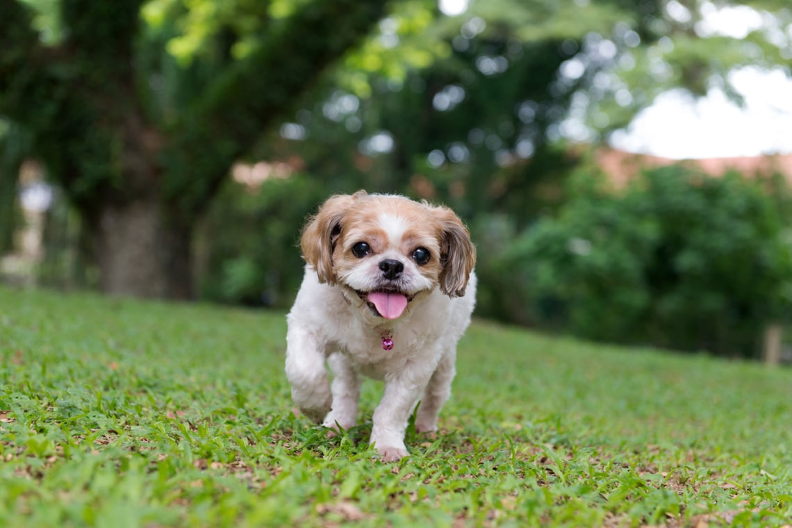 Shih Tzu Hund auf einer Wiese