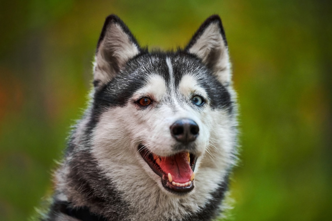 Sibirischer Husky