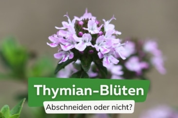 Thymian blüht: sollte man Blüten abschneiden?