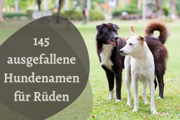 Ausgefallene Hundenamen für Rüden - Titel