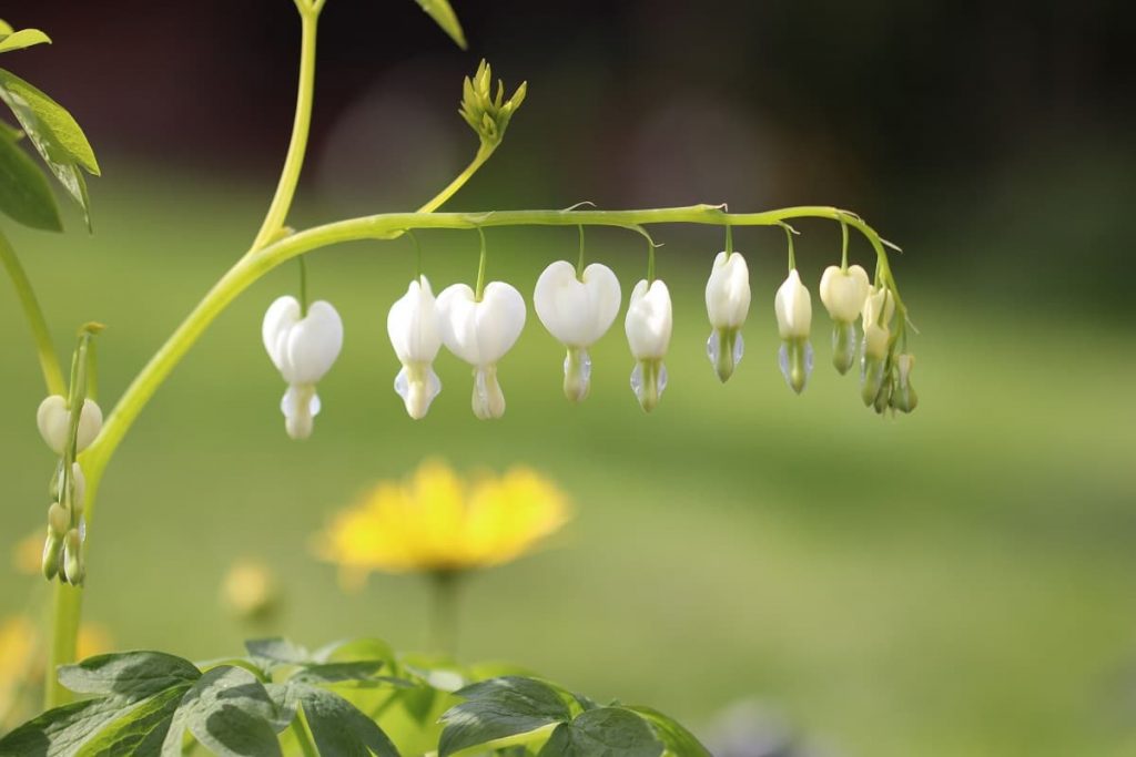 Tränendes Herz - Lamprocapnos spectabilis