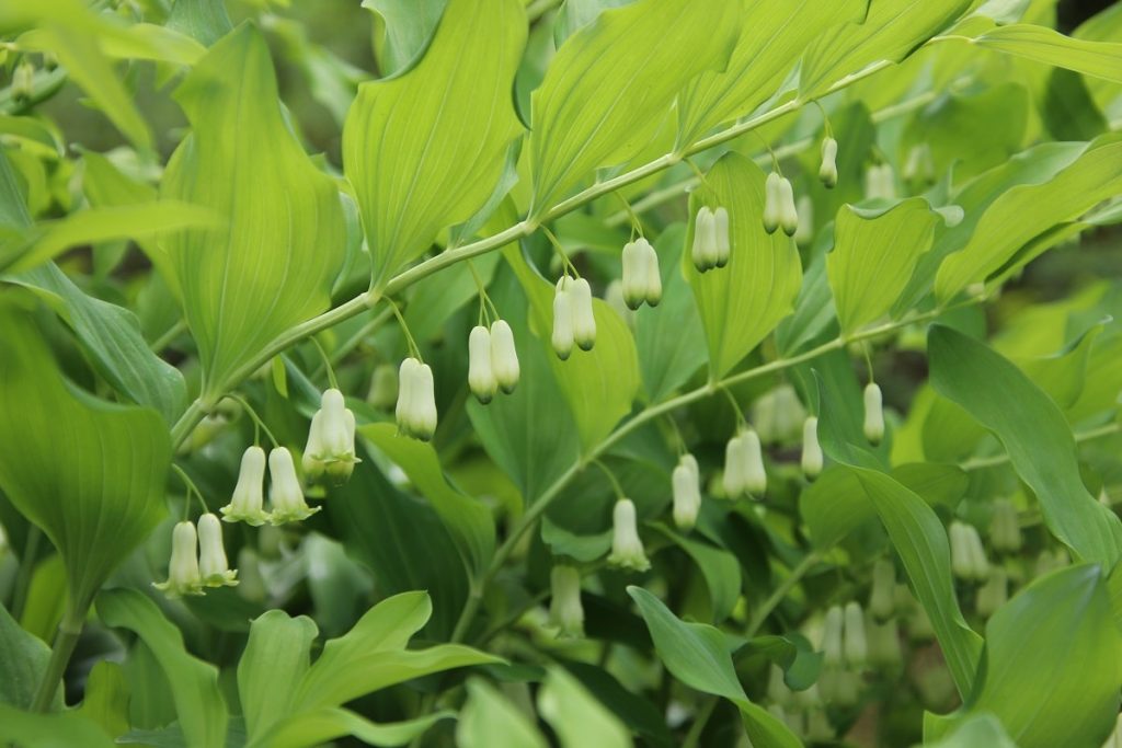 Vielblütiges Salomonssiegel - Polygonatum multiflorum