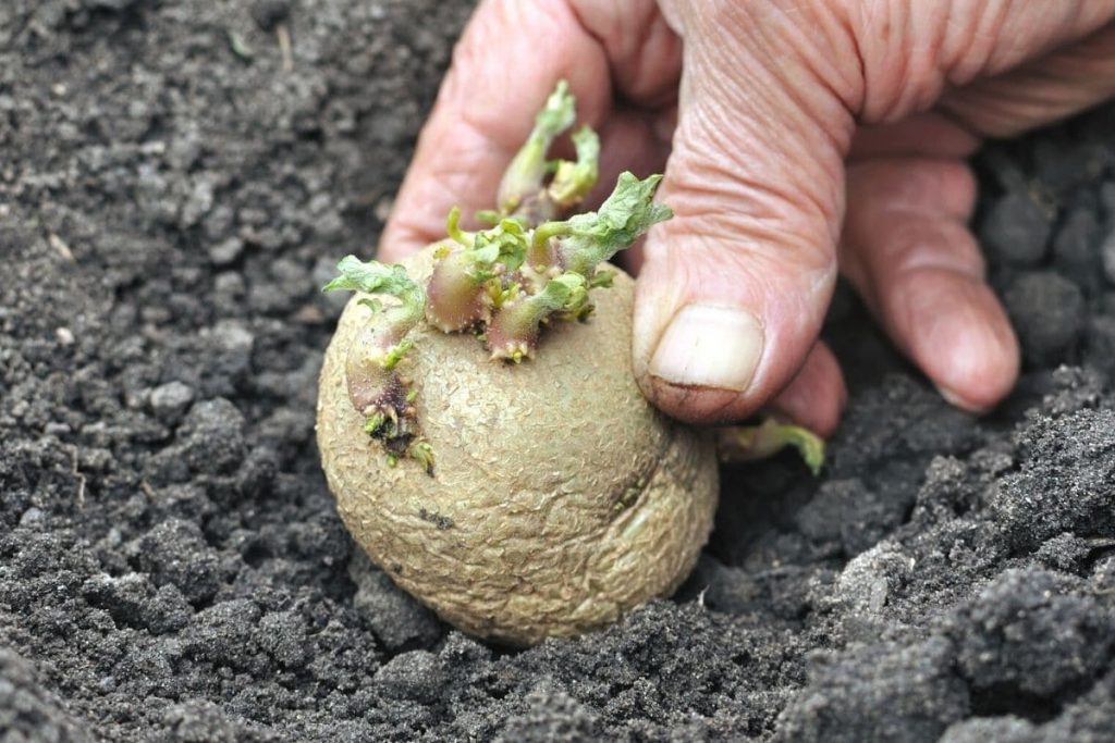 Vorgekeimte Kartoffeln einpflanzen