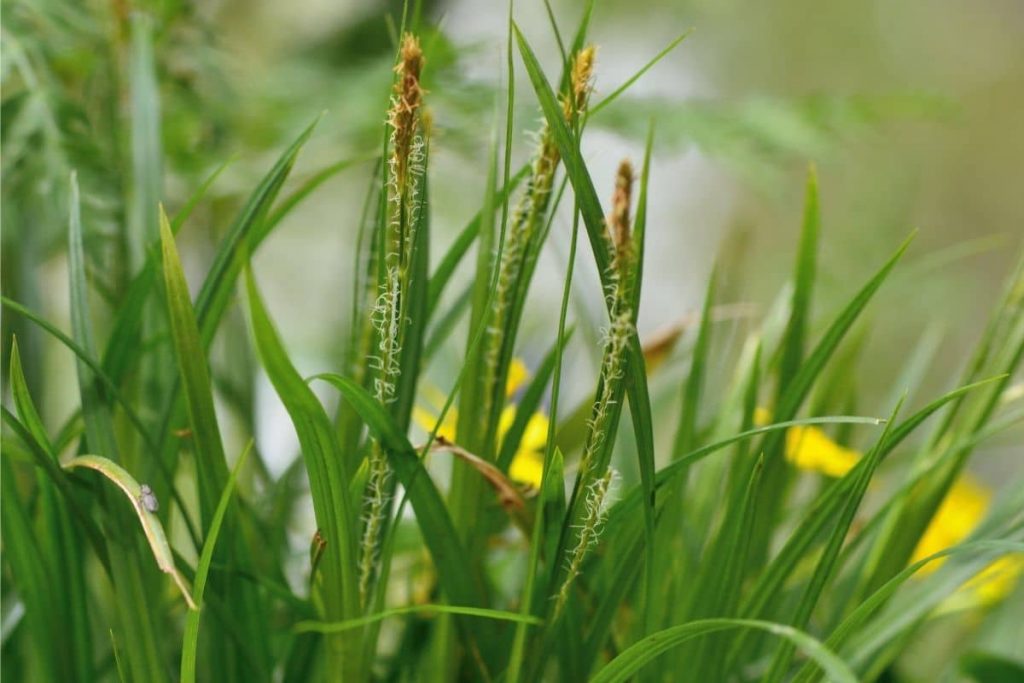 Wald-Segge - Carex sylvatica