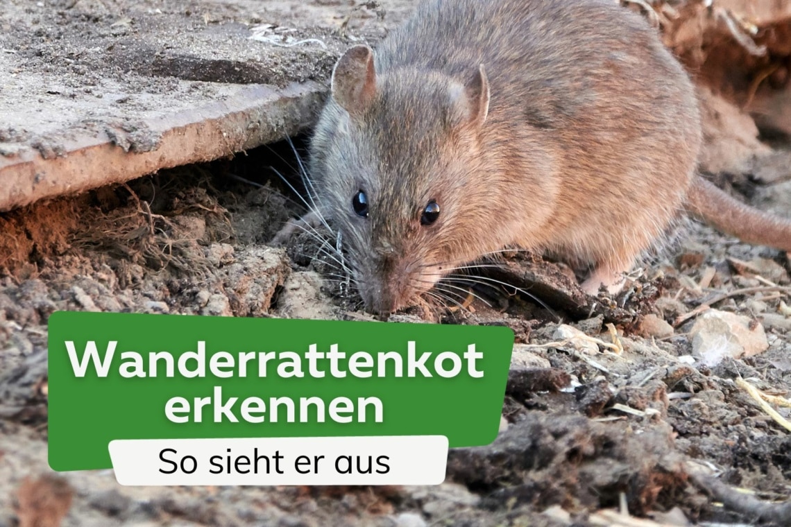 Wanderrattenkot erkennen: so sieht er aus