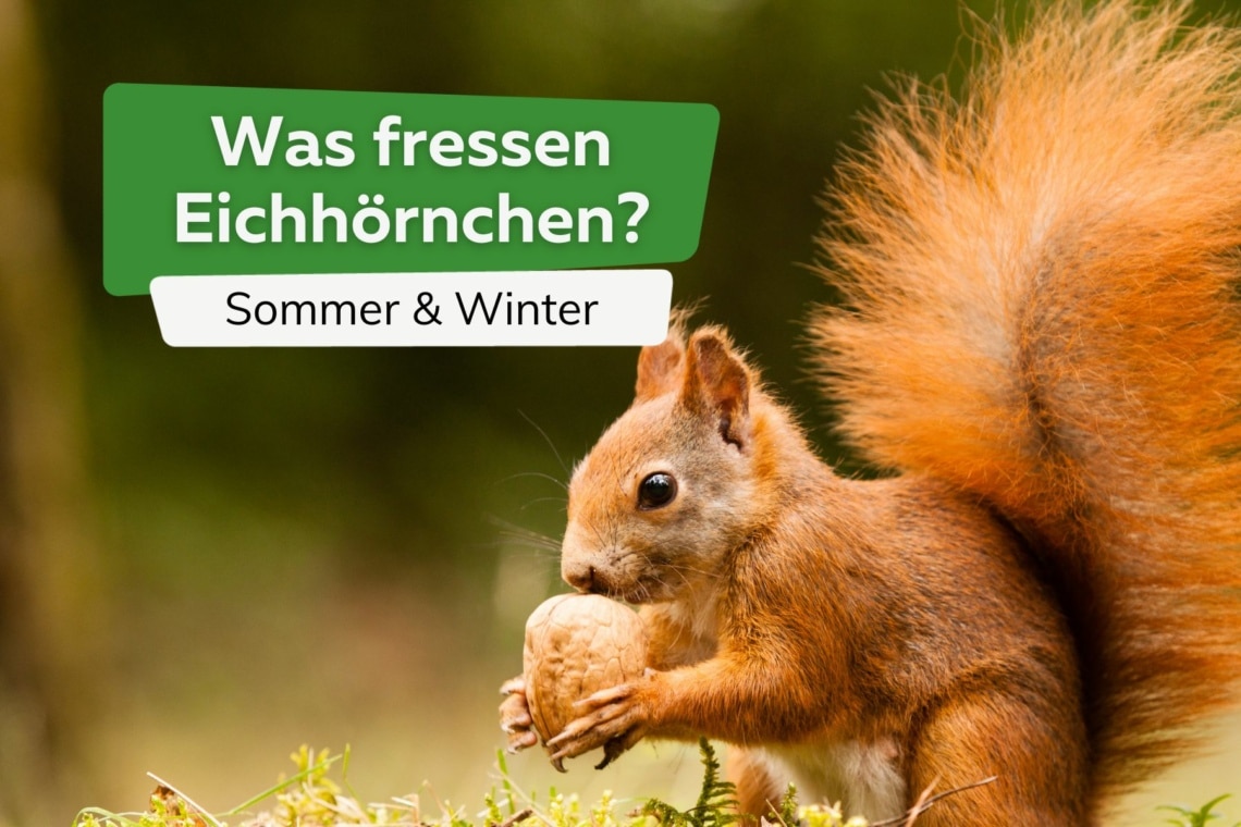 Was fressen Eichhörnchen Titel