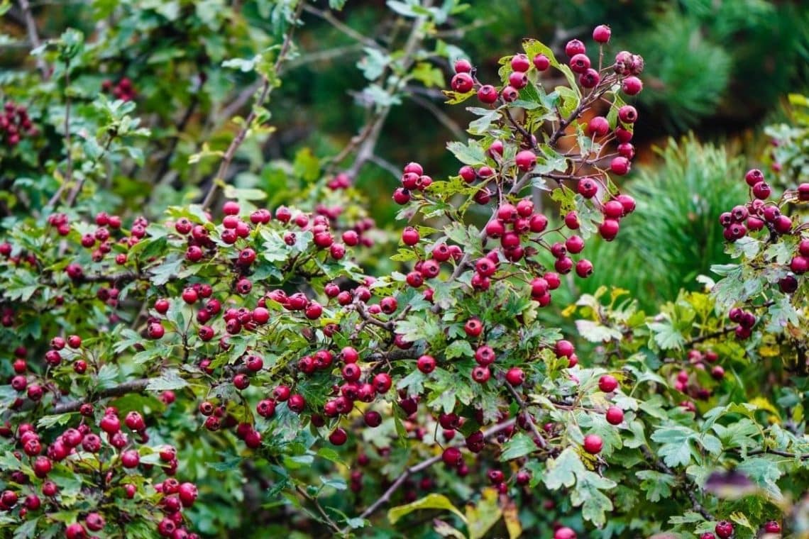 Weißdorn (Crataegus)