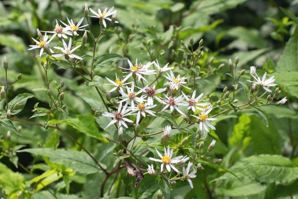 Weiße Wald-Aster - Aster divaricatus