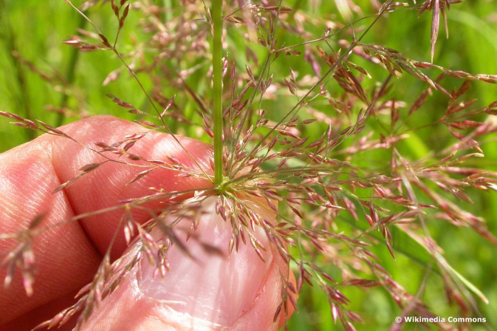 Weißes Straußgras - Agrostis stolonifera