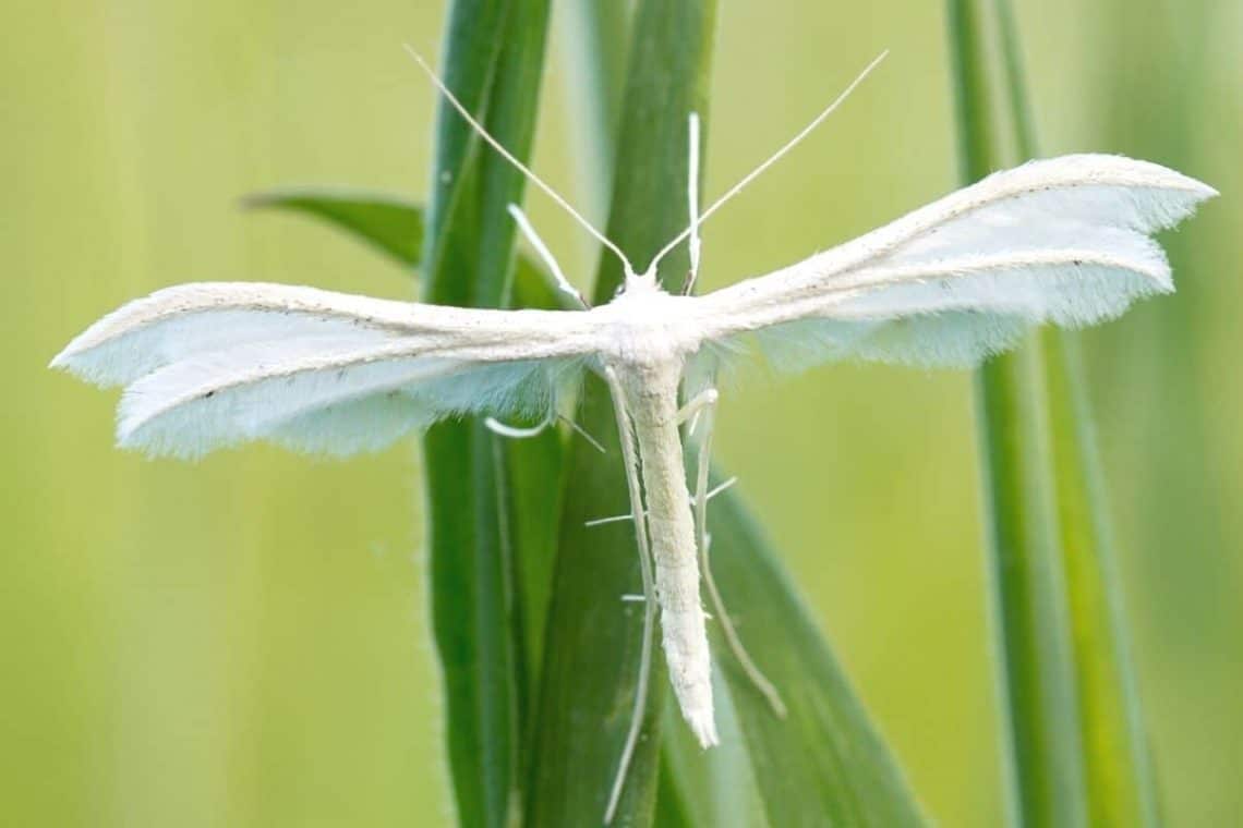 Winden-Federmotte - Pterophorus pentadactyla