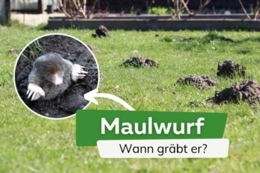 Zu welcher Uhrzeit gräbt der Maulwurf?