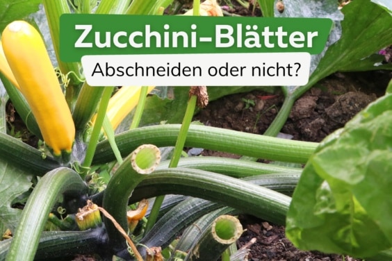 Zucchini: Blätter abschneiden oder nicht?