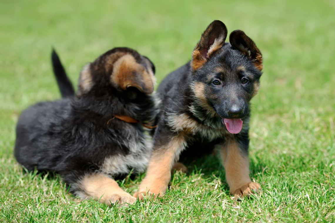 Zwei deutsche Schäferhundewelpen