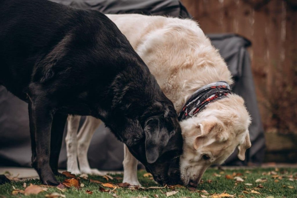 zwei Hunde im Garten