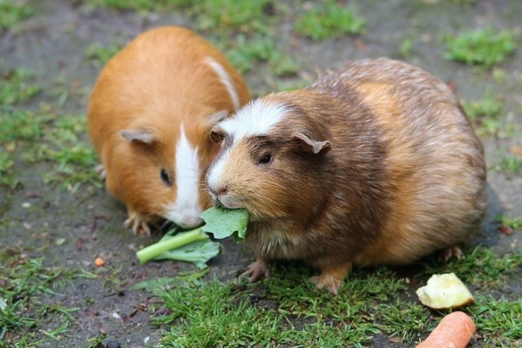 Zwei Meerschweinchen die fressen