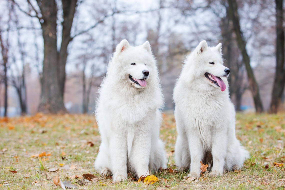 Zwei Samojede Hunde im Park