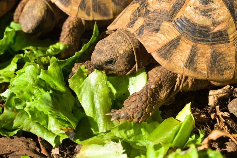 Zwei Schildkröten fressen Salat