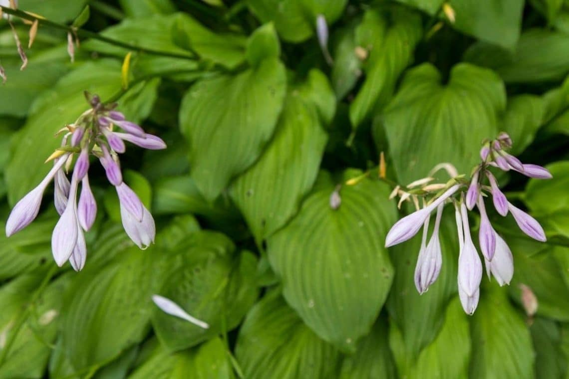 Zwergfunkie (Hosta minor), Bodendecker für saure Böden