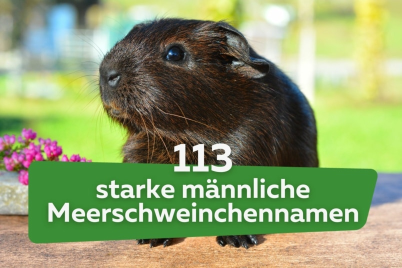 113 starke männliche Meerschweinchennamen