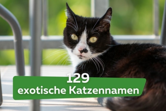 129 exotische und kreative Katzennamen