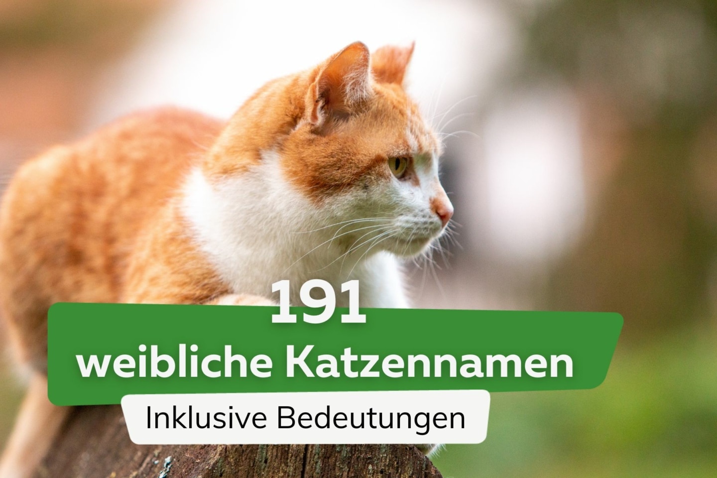 Wunderschone Katzenname Mit B Ebenbild