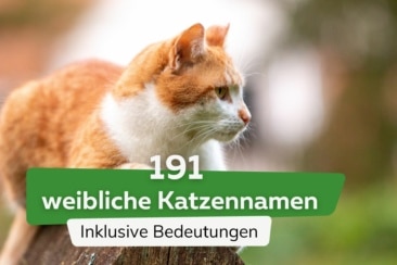 191 schöne weibliche Katzennamen mit Bedeutung