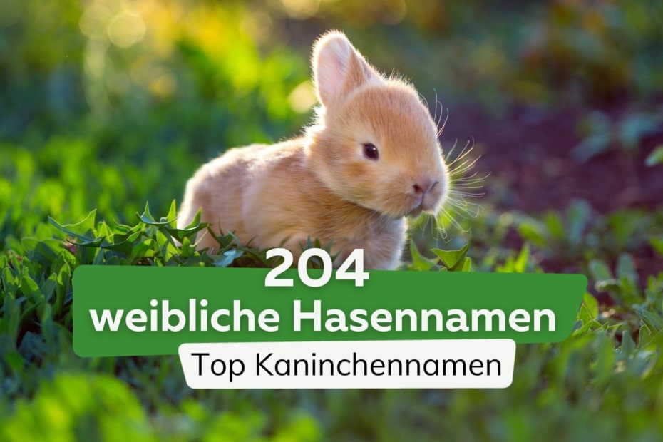 Kaninchen aus dem Garten vertreiben 3 Methoden
